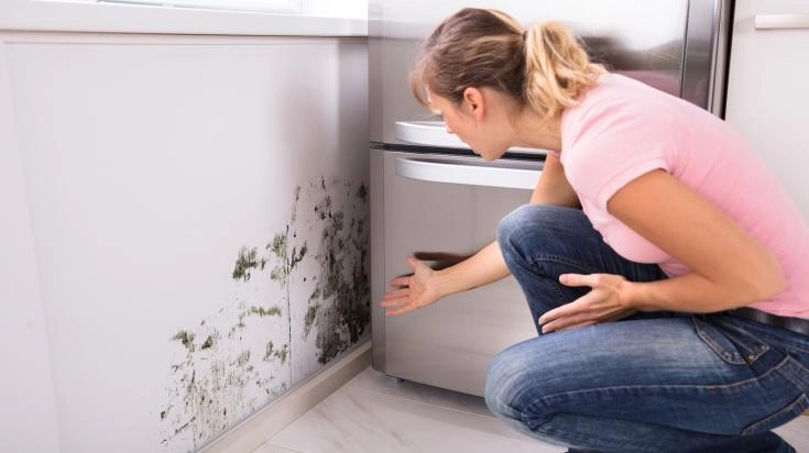 Moisissure dans un logement en location : responsabilités du propriétaire, recours du locataire
